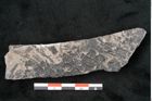 Foto (Detailansicht) von Lepidodendron selaginoides Sternbg. (NHMW-GEO-2024-0188-11039)